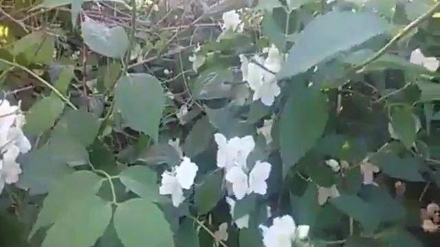жасмин на чай или чубушник жасмин на чай или чубушник