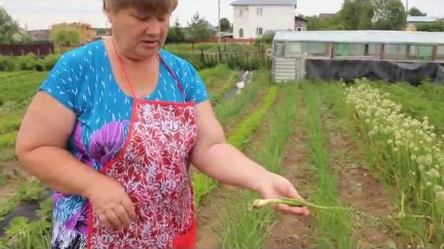 Желтеют перья у лука?! Что делать. Желтеют перья у лука?! Что делать.
