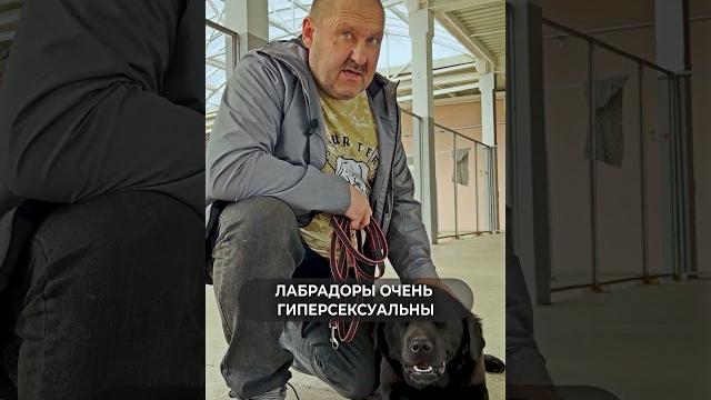 НЕ БЕРИ ЛАБРАДОРА пока НЕ ПОСМОТРИШЬ это видео! МИНУСЫ пород #shorts #дрессировкасобаки #дрессировка НЕ БЕРИ ЛАБРАДОРА пока НЕ ПОСМОТРИШЬ это видео! МИНУСЫ пород #shorts #дрессировкасобаки #дрессировка