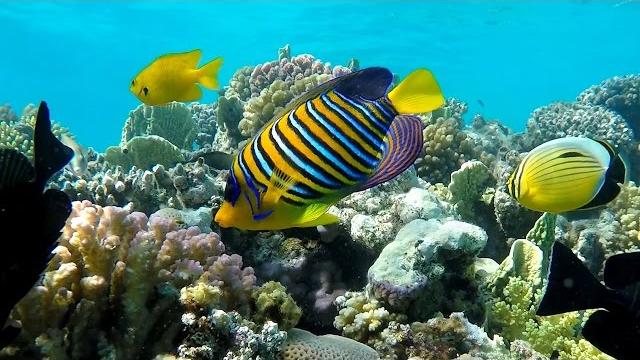 Подводный мир Макади, Красное море, Египет. Underwater World of Makadi, Egipt 2015. (4K) Подводный мир Макади, Красное море, Египет. Underwater World of Makadi, Egipt 2015. (4K)