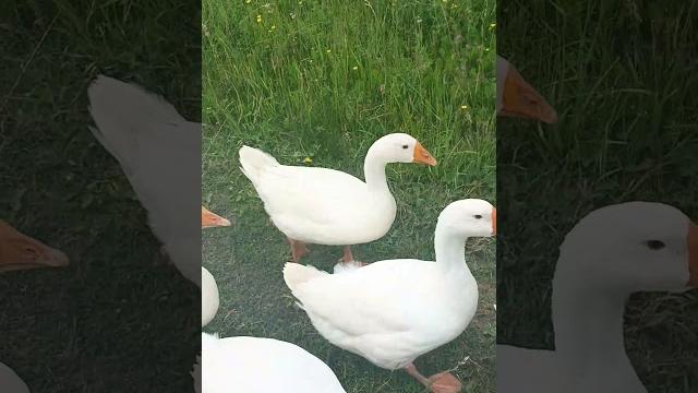 #goose гуси приплыли,жизнь,будни деревенские,забавные смешные видео животные,сад,огород,природа #goose гуси приплыли,жизнь,будни деревенские,забавные смешные видео животные,сад,огород,природа