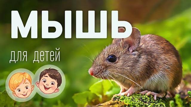 Мышь. Видео про животных для детей 3+ Мышь. Видео про животных для детей 3+