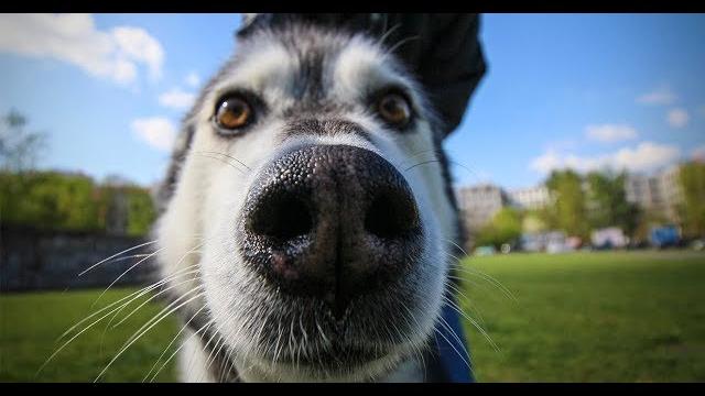 Веселые хаски: видео приколы (Часть 7) Веселые хаски: видео приколы (Часть 7)