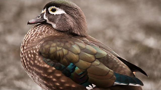 Природа и Жилье \HOUSING AND NATURE Природа и Жилье \HOUSING AND NATURE