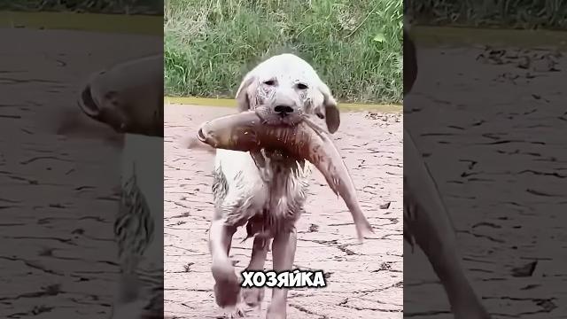 Пёс-добитчик — радость для семьи #животные #милыеживотные Пёс-добитчик — радость для семьи #животные #милыеживотные