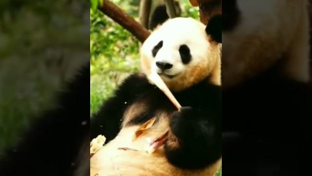 Самые милые видео с пандами Самые милые видео с пандами
