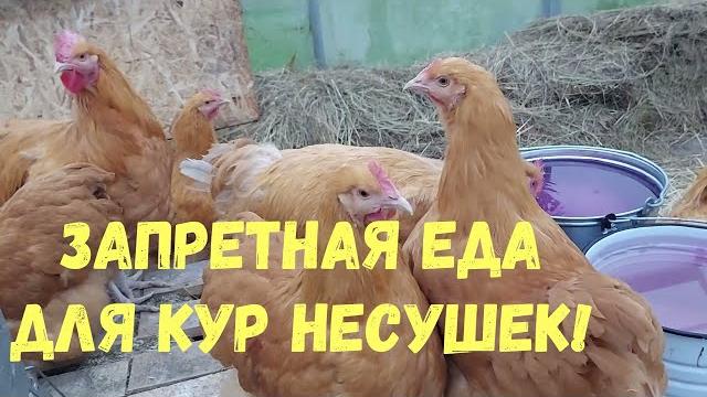 ЧЕМ НЕЛЬЗЯ КОРМИТЬ КУР ЧЕМ НЕЛЬЗЯ КОРМИТЬ КУР