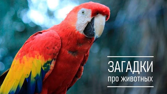 Загадки про животных Загадки про животных