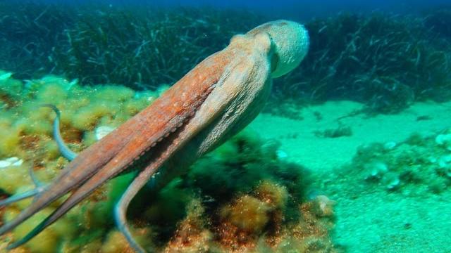 Подводный мир: подводное видео с осьминогом Подводный мир: подводное видео с осьминогом