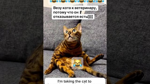 #ТОП#trending#ПРИКОЛЫ#ЮМОР #animals#CAT#HUMOR#ИНТЕРВЬЮ#hollywood#популярное#video#music#кино#шутки #ТОП#trending#ПРИКОЛЫ#ЮМОР #animals#CAT#HUMOR#ИНТЕРВЬЮ#hollywood#популярное#video#music#кино#шутки