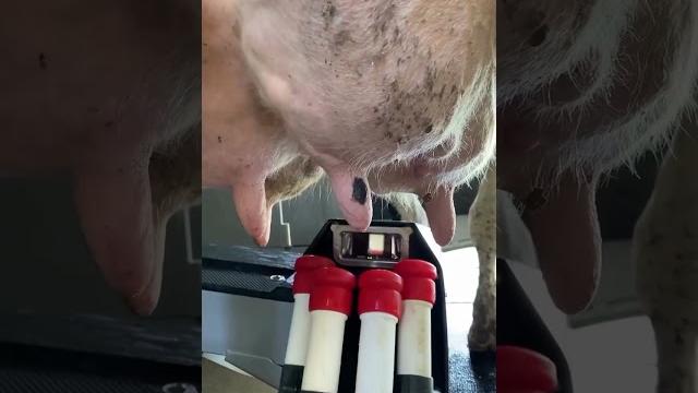 Lely робот, процесс доения коровы #farming #сельскоехозяйство #agriculture #лайк #cow #рек #ферма Lely робот, процесс доения коровы #farming #сельскоехозяйство #agriculture #лайк #cow #рек #ферма
