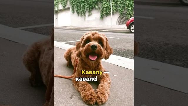 МальтиПУ_ЙоркиПУ _КаваПУ #dogtrainer #собака #животные #щенок #собаки #кинолог #суперсобака МальтиПУ_ЙоркиПУ _КаваПУ #dogtrainer #собака #животные #щенок #собаки #кинолог #суперсобака