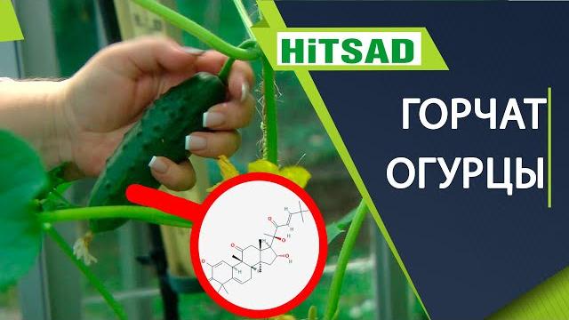 Почему горчат огурцы Зачем нужен Кукурбитацин? Почему горчат огурцы Зачем нужен Кукурбитацин?
