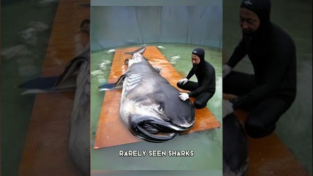 Megamouth Shark RAREST Shark Ever FOUND! Megamouth Shark RAREST Shark Ever FOUND!