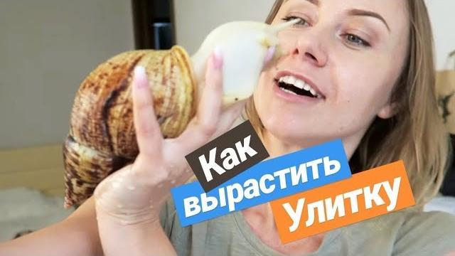 КАК ВЫРАСТИТЬ САМУЮ БОЛЬШУЮ УЛИТКУ? СМОТРЕТЬ ДО КОНЦА! КАК ВЫРАСТИТЬ САМУЮ БОЛЬШУЮ УЛИТКУ? СМОТРЕТЬ ДО КОНЦА!