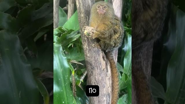 Карликовая Игрунка. Самая Маленькая Обезьянка Карликовая Игрунка. Самая Маленькая Обезьянка