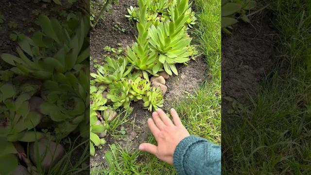 Бордюр клумб #алтан #сад Бордюр клумб #алтан #сад