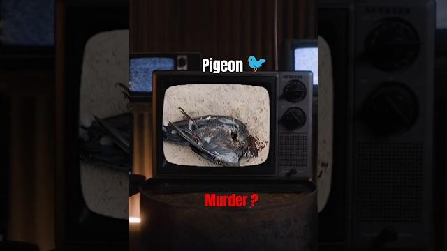 PIGEON MURDER | #ytshorts #trendingshorts #shorts #crimestory #minivlog #cid #casesolved #criminal? PIGEON MURDER | #ytshorts #trendingshorts #shorts #crimestory #minivlog #cid #casesolved #criminal?