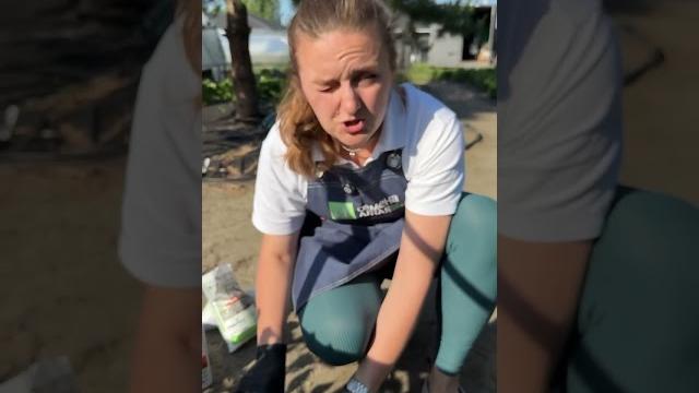 Чем подкормить малину в период налива ягод? Чем подкормить малину в период налива ягод?