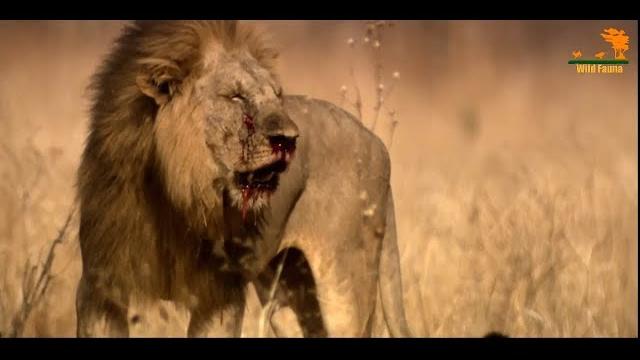Wild Fauna / Битва прайдов / Lion Kingdom / 3-Кровная вражда Wild Fauna / Битва прайдов / Lion Kingdom / 3-Кровная вражда