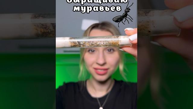 Я КУПИЛА МУРАВЬЕВ… Я КУПИЛА МУРАВЬЕВ…