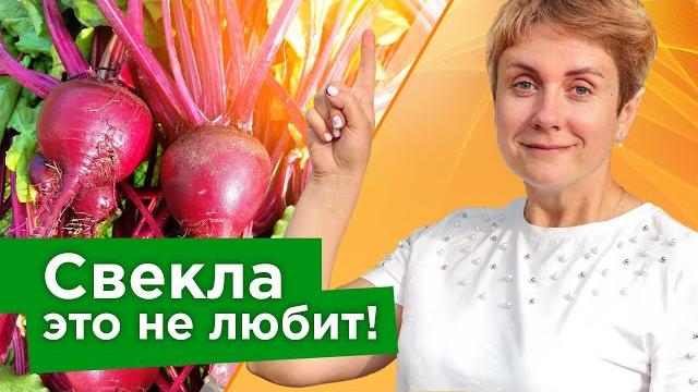 СВЕКЛА ЭТОГО НЕ ПРОСТИТ! Биолог рассказала, из-за каких 5 ошибок в уходе свекла плохо растет СВЕКЛА ЭТОГО НЕ ПРОСТИТ! Биолог рассказала, из-за каких 5 ошибок в уходе свекла плохо растет
