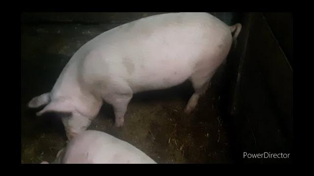 Признаки охоты у свиньи! Признаки охоты у свиньи!