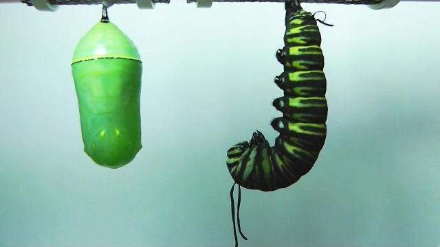Monarch Butterfly Metamorphosis time-lapse FYV Monarch Butterfly Metamorphosis time-lapse FYV