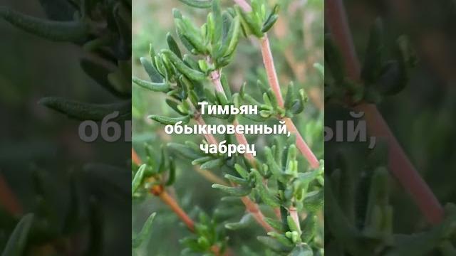 Тимьян#чабрец#московскаяобласть #советыдачникам #россельхозцентр#агроном#советы#ответы#дачникам Тимьян#чабрец#московскаяобласть #советыдачникам #россельхозцентр#агроном#советы#ответы#дачникам