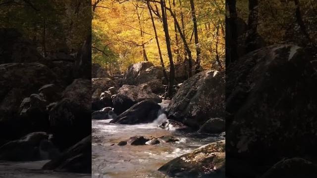 Скачать видео вы можете в нашем телеграм канале ссылка в коментах #природа #лес #река #красиво Скачать видео вы можете в нашем телеграм канале ссылка в коментах #природа #лес #река #красиво