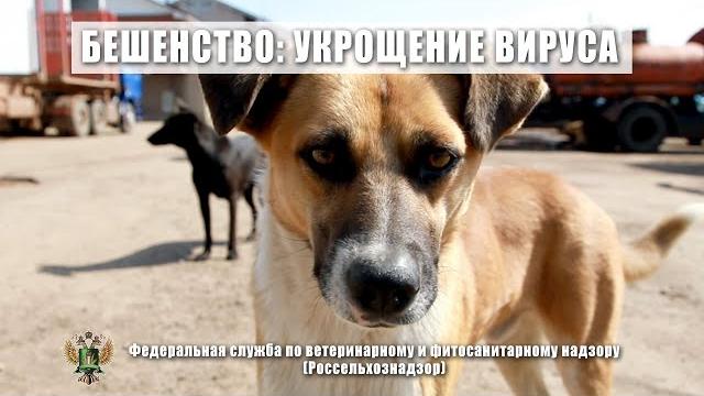 Фильм "Бешенство. Укрощение вируса" Фильм "Бешенство. Укрощение вируса"