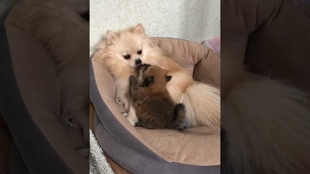 Pomeranian puppy Gabby #shorts Pomeranian puppy Gabby #shorts