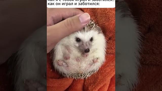 Старшие #смешныевидео #мемы #ёжики Старшие #смешныевидео #мемы #ёжики