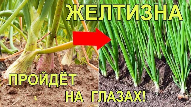 Желтеют Перья Лука Что Делать Лучшее Народное Средство От Луковой Мухи и других Вредителей Желтеют Перья Лука Что Делать Лучшее Народное Средство От Луковой Мухи и других Вредителей