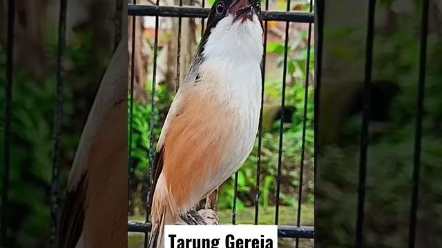 gereja tarung cendet gereja tarung cendet