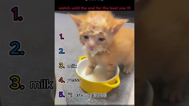 top 5 funny cat moments!!! top 5 funny cat moments!!!