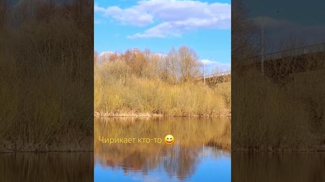 #чирикает #чирикает