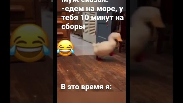 Чисто я по жизни #shorts#видео#приколы#утка#бегает#покоридору#едемнаморе#домашниеживотные#приколы Чисто я по жизни #shorts#видео#приколы#утка#бегает#покоридору#едемнаморе#домашниеживотные#приколы
