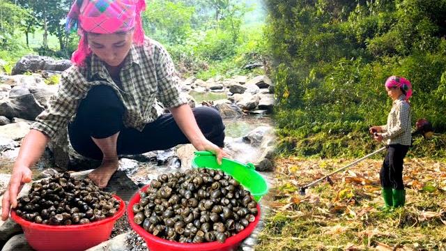 After clearing the grass to prepare the land for the new crop,my mother picked up many stream snails After clearing the grass to prepare the land for the new crop,my mother picked up many stream snails