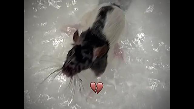 Крыса моется. Крыса ищ мема #funny #funnyvideo #mem #прикол #смех #приколы2023 #смехдослез Крыса моется. Крыса ищ мема #funny #funnyvideo #mem #прикол #смех #приколы2023 #смехдослез