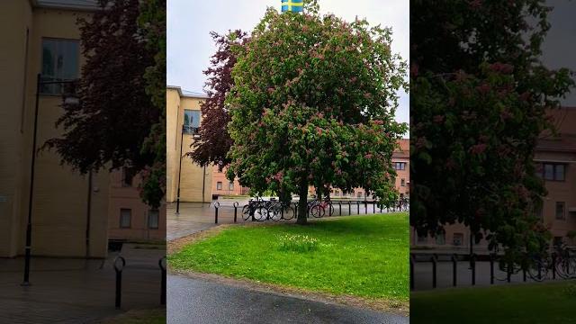 #швеция #природа #дождь #дерево #music #весна #дорога #sweden #nature #tree #trees #music #rain #швеция #природа #дождь #дерево #music #весна #дорога #sweden #nature #tree #trees #music #rain