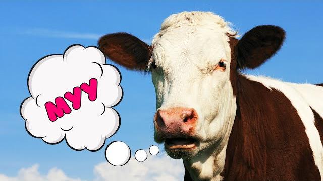 Funny cow dances and sings - Cow moo for kids Funny cow dances and sings - Cow moo for kids