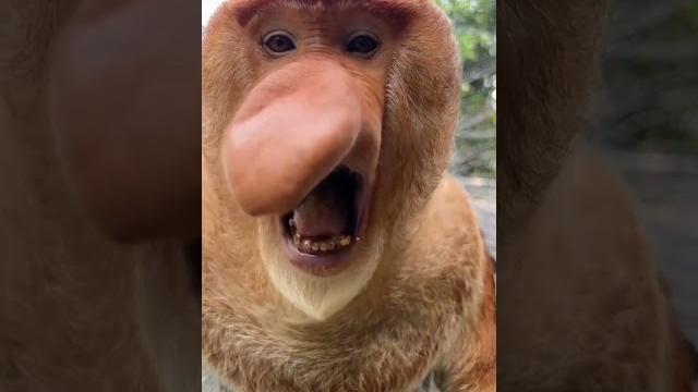 Забавная #shorts # рекомендации #приколы#funnyshorts Забавная #shorts # рекомендации #приколы#funnyshorts