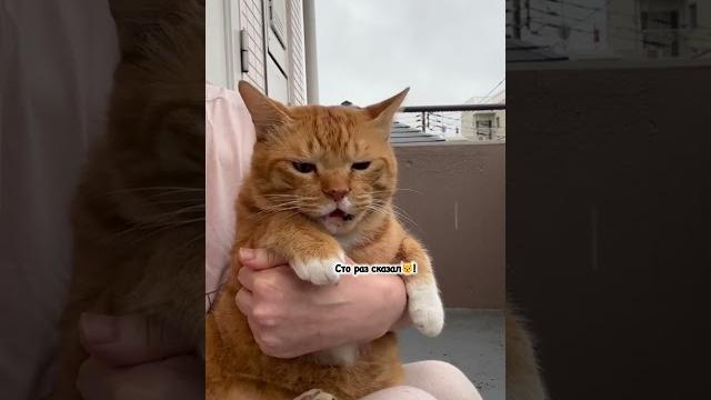 От чего грустят коты - этому есть 5 причин #смешно #юмор #кошки #cat #animals #кот #смешныекошки От чего грустят коты - этому есть 5 причин #смешно #юмор #кошки #cat #animals #кот #смешныекошки
