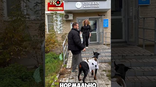 Это нормально вообще ? #юмор #собака #доберман Это нормально вообще ? #юмор #собака #доберман