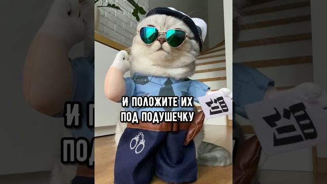Смешные коты - Майя #кошка #смешныекоты #shorts Смешные коты - Майя #кошка #смешныекоты #shorts