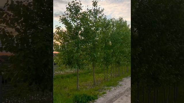 Тополь Гибрид М-38, сорт Пионер, Пуха не даёт, для #лесоветрозащиты #тополь #топольпирамидальный Тополь Гибрид М-38, сорт Пионер, Пуха не даёт, для #лесоветрозащиты #тополь #топольпирамидальный