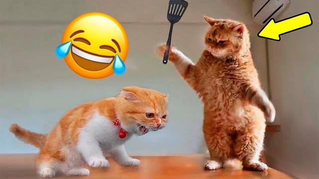 16 Minutes of TOP ANIMAL FUNNY MOMENTS 2025! Hilarious Videos. Best FUNNY CATS AND DOGS! 16 Minutes of TOP ANIMAL FUNNY MOMENTS 2025! Hilarious Videos. Best FUNNY CATS AND DOGS!