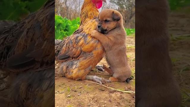 Friendship / puppy and chicken . A beautiful moment #191 - #shorts Friendship / puppy and chicken . A beautiful moment #191 - #shorts