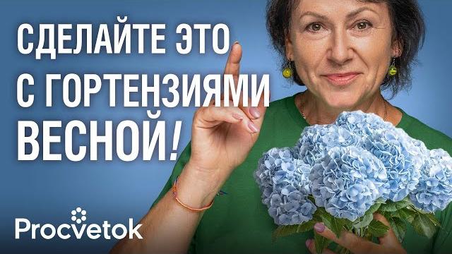 НЕ РЕЖЬТЕ ЭТИ ГОРТЕНЗИИ ВЕСНОЙ, ИНАЧЕ ЦВЕТОВ НЕ УВИДИТЕ! Как обрезать и подкормить гортензии весной НЕ РЕЖЬТЕ ЭТИ ГОРТЕНЗИИ ВЕСНОЙ, ИНАЧЕ ЦВЕТОВ НЕ УВИДИТЕ! Как обрезать и подкормить гортензии весной